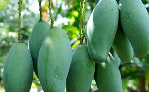 世界上最大的芒果 凱特芒果重達(dá)8斤