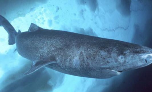 世界上最長壽的鯊魚 格陵蘭睡鯊壽命可達400歲