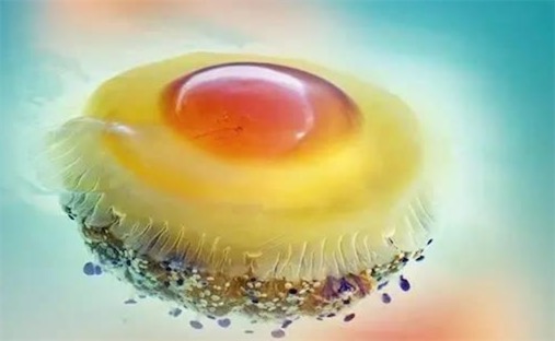 世界上最可愛(ài)的水母 蛋黃水母形似一顆水中荷包蛋