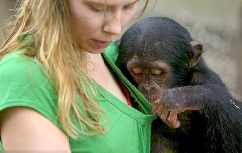 動物也好色:喜歡非禮美女的好色動物組圖