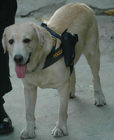 泰國警方為加強攻擊力給警犬配槍，警犬專用手槍肩套(組圖)