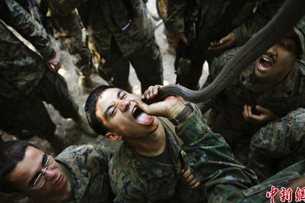 2013“金色眼鏡蛇”聯(lián)合軍演演習(xí),美軍士兵叢林生存訓(xùn)練生吃眼鏡蛇血組圖