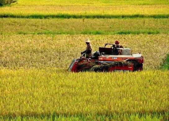 2021年農(nóng)田補(bǔ)貼在哪個(gè)部門去查詢?2021年的土地補(bǔ)貼下來了嗎