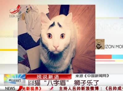 八字眉囧貓山姆網(wǎng)絡(luò)爆紅,細(xì)數(shù)囧貓愁眉苦臉的賣(mài)萌囧照