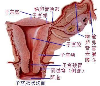 女人的陰道一般有多深真實(shí)圖片說(shuō)明 女性私處究竟是什么模樣的