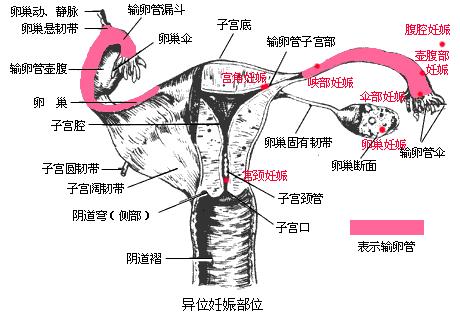 女人陰道是什么樣子的科普?qǐng)D片 陰部真實(shí)構(gòu)造解剖結(jié)構(gòu)圖