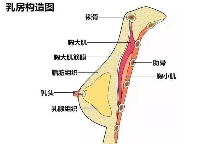 女人正常胸部長什么樣子的圖片 各種胸型正面圖和乳房側(cè)面圖片
