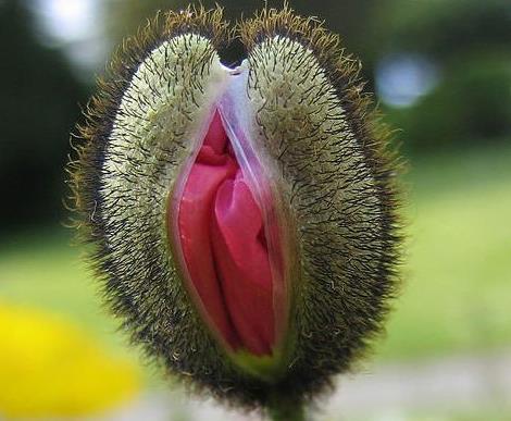 女性生殖器花圖片:11種長得像女人私處的花樣植物 女人生殖器11種圖片:11種女性生殖花樣形體圖