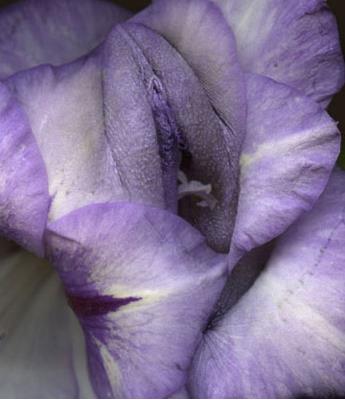 女性生殖器花圖片:11種長得像女人私處的花樣植物 女人生殖器11種圖片:11種女性生殖花樣形體圖