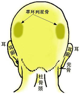 骨相圖解:翠環(huán)列星骨