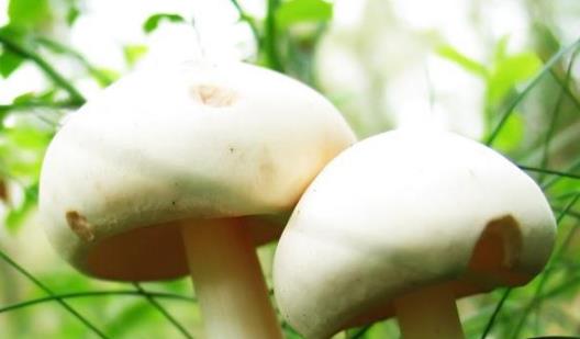 女性保養(yǎng)要趁早做好 推薦女人每月必吃4種防衰老食物
