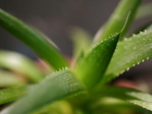孕婦能用蘆薈膠嗎？蘆薈膠的功效與作用