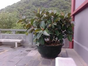 家里有寶寶能養(yǎng)橡皮樹嗎？橡皮樹有毒嗎？