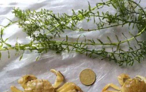 伊樂藻種植時間是什么時候?伊樂藻最佳種植時間