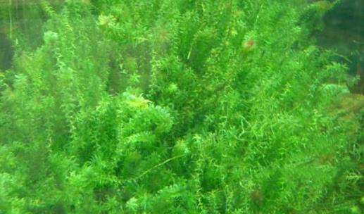 伊樂藻種植時間是什么時候?伊樂藻最佳種植時間