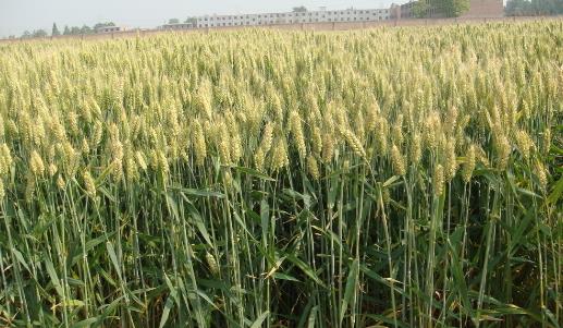 小麥種植時(shí)間是什么時(shí)候?小麥最佳種植時(shí)間