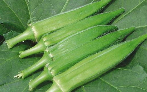 黃秋葵種植時(shí)間是什么時(shí)候?黃秋葵最佳種植時(shí)間