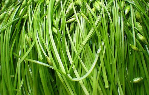 韭菜種植時(shí)間是什么時(shí)候?韭菜最佳種植時(shí)間