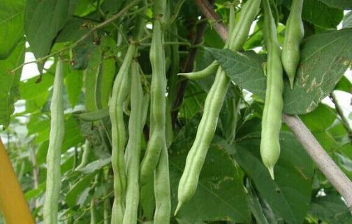 四季豆種植時間是什么時候?四季豆最佳種植時間
