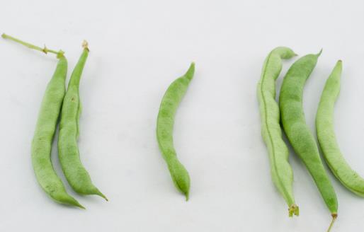 四季豆種植時間是什么時候?四季豆最佳種植時間