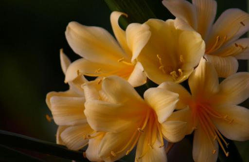 君子蘭開花時間 君子蘭什么時候開花
