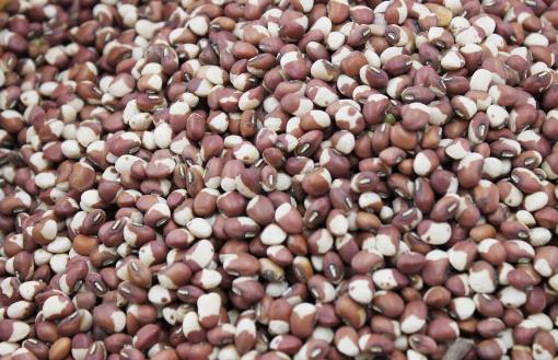 豇豆種植時(shí)間是什么時(shí)候?豇豆最佳種植時(shí)間