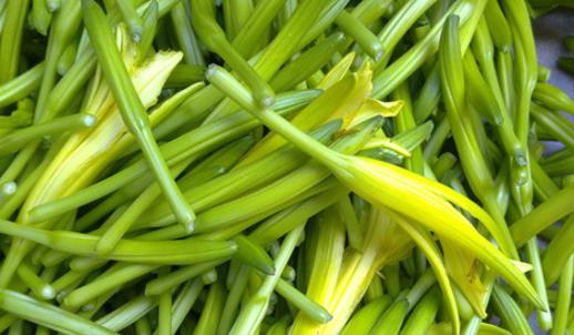 新鮮黃花菜什么時(shí)候采摘上市 新鮮黃花菜成熟季節(jié)