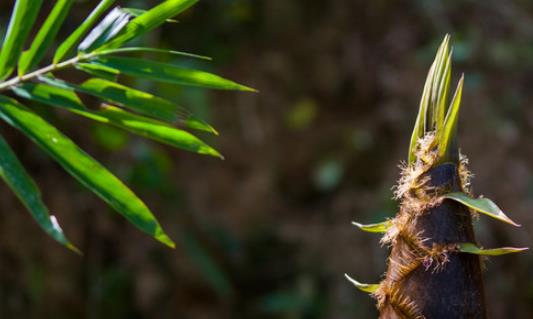 竹筍什么時候發(fā)芽?竹筍多長時間破土而出?