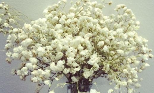 春天能種滿天星嗎?什么時(shí)候最適合種植滿天星?