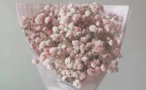 春天能種滿天星嗎?什么時(shí)候最適合種植滿天星?