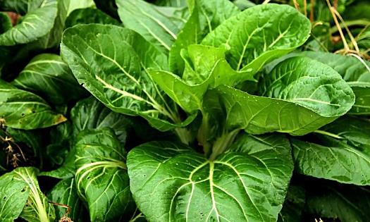 春天能種油菜嗎?油菜春天什么時(shí)候種植?