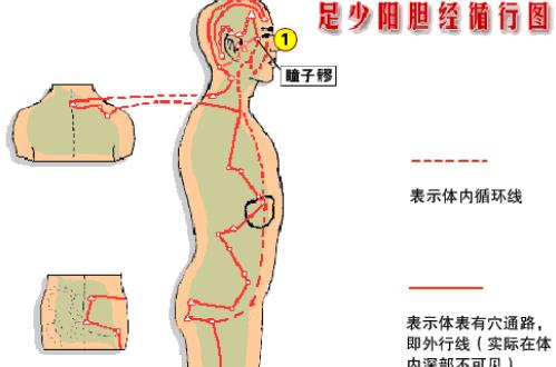 敲膽經(jīng)的最佳時間 什么時候敲膽經(jīng)最好
