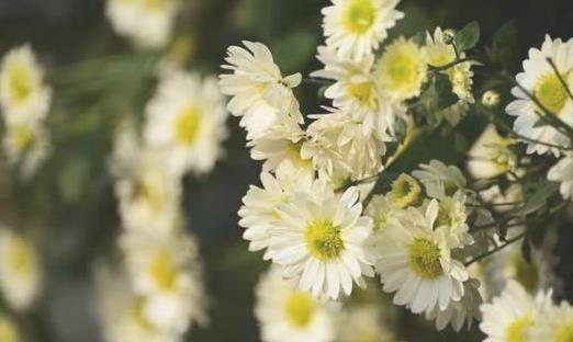 2018肥鄉(xiāng)菊花節(jié)什么時候開幕 肥鄉(xiāng)菊花節(jié)持續(xù)多久時間
