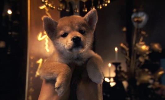 三、《忠犬八公的故事.jpg