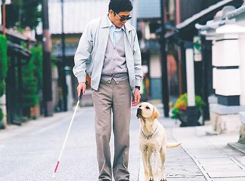 十大感人的狗狗電影,《忠犬八公的故事》《一條狗的使命》催人淚下
