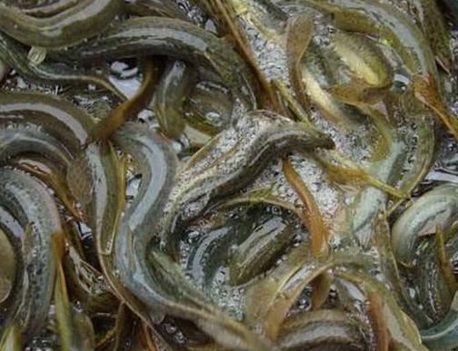 十大抗癌魚類排名,鮑魚中的鮑靈素可抗癌,帶魚抗癌能力很強(qiáng)