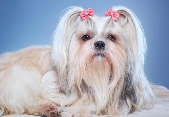 十大壽命最長的狗狗品種,阿拉斯加犬、西施犬高貴優(yōu)雅