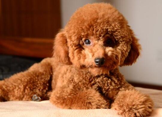 十大壽命最長的狗狗品種,阿拉斯加犬、西施犬高貴優(yōu)雅