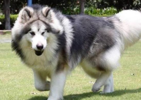 十大壽命最長的狗狗品種,阿拉斯加犬、西施犬高貴優(yōu)雅