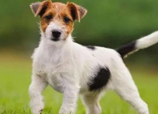 十大壽命最長的狗狗品種,阿拉斯加犬、西施犬高貴優(yōu)雅
