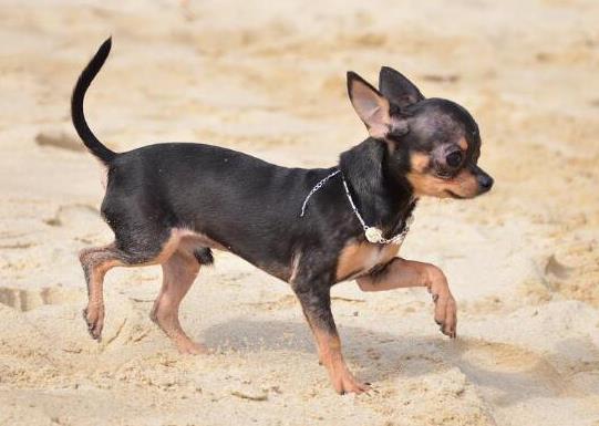 十大壽命最長的狗狗品種,阿拉斯加犬、西施犬高貴優(yōu)雅