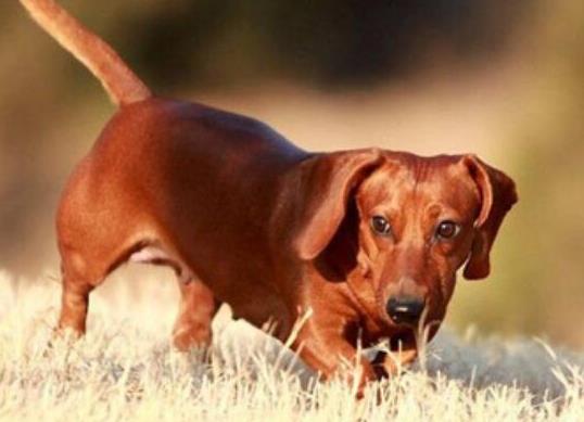 十大壽命最長的狗狗品種,阿拉斯加犬、西施犬高貴優(yōu)雅