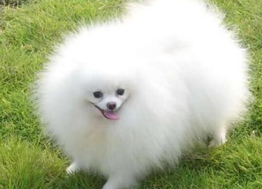 十大壽命最長的狗狗品種,阿拉斯加犬、西施犬高貴優(yōu)雅