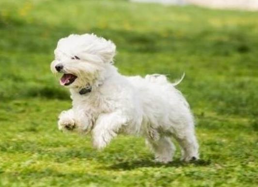 十大壽命最長的狗狗品種,阿拉斯加犬、西施犬高貴優(yōu)雅