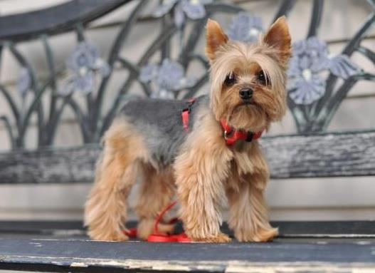 十大壽命最長的狗狗品種,阿拉斯加犬、西施犬高貴優(yōu)雅