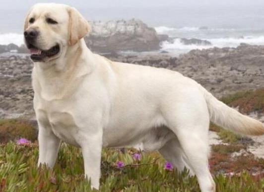 十大智商最高的狗排名,邊境牧羊犬非常忠誠、貴賓犬氣質(zhì)獨特