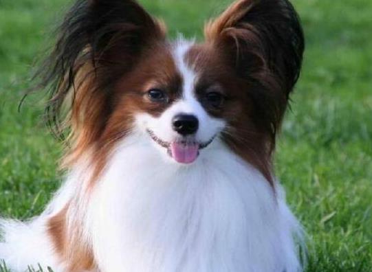 十大智商最高的狗排名,邊境牧羊犬非常忠誠、貴賓犬氣質(zhì)獨特