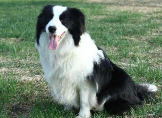 十大智商最高的狗排名,邊境牧羊犬非常忠誠、貴賓犬氣質(zhì)獨特