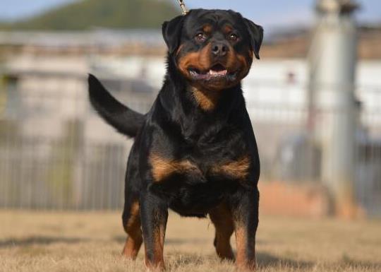 十大智商最高的狗排名,邊境牧羊犬非常忠誠、貴賓犬氣質(zhì)獨特
