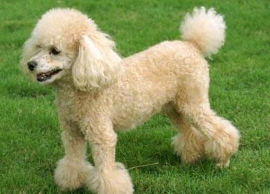 十大智商最高的狗排名,邊境牧羊犬非常忠誠、貴賓犬氣質(zhì)獨特